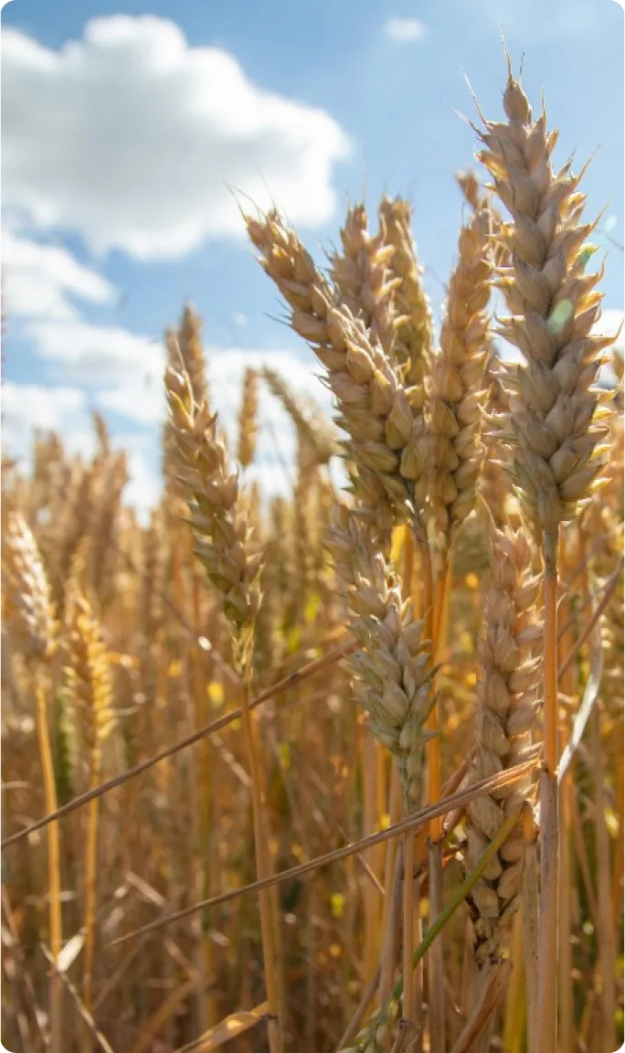 Regenerative Agriculture